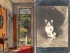8 открыток «Кошки и собаки». Россия, Зап. Европа, нач. XX века.