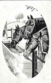 15 открыток «Лошади». Россия, СССР, Зап. Европа, 1900-е - 1930-е годы.