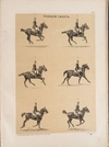 Бильдерлинг А.А. Иппологический атлас для наглядного изучения верховой лошади (СПб., 1889).
