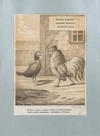 Карикатура на Наполеона III и его супругу Евгению «Контора общества любителей домашних животных и птиц».  Россия, 1850-е годы.