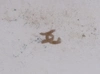 Фарфоровая шкатулка «Весенние букеты». Франция, начало XIX в.