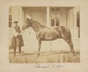5 фотографий «Лошади». Россия, 1870-е годы.