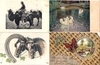 Более 150 открыток «Животные» в альбоме. Россия, СССР, Зап. Европа, Япония, Сев. Америка, 1900-е - 1970-е годы.