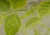 (Эмиль Галле). Ваза с  изображением  листьев клена ясенелистного. <br>Франция, Нанси, мануфактура Эмиля Галле, 1904-1906 годы.