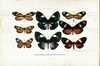 3 листа хромолитографий «Бабочки». Кон. XIX - нач. XX века.