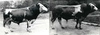 8 фотографий «Племенной крупный рогатый скот». СССР, 1960-е - 1970-е годы.