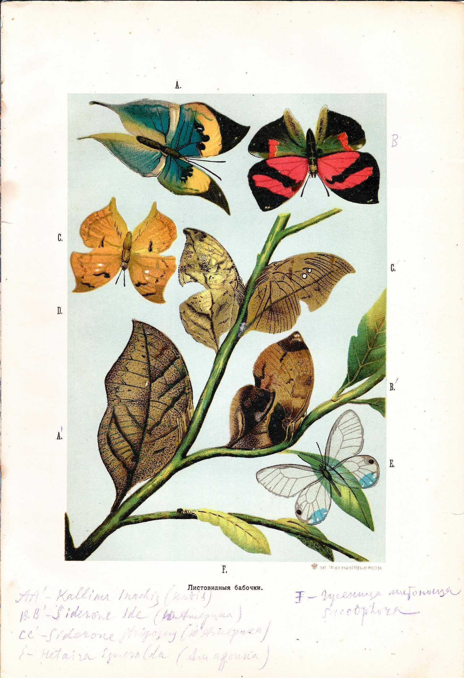 3 листа хромолитографий «Бабочки». Кон. XIX - нач. XX века.