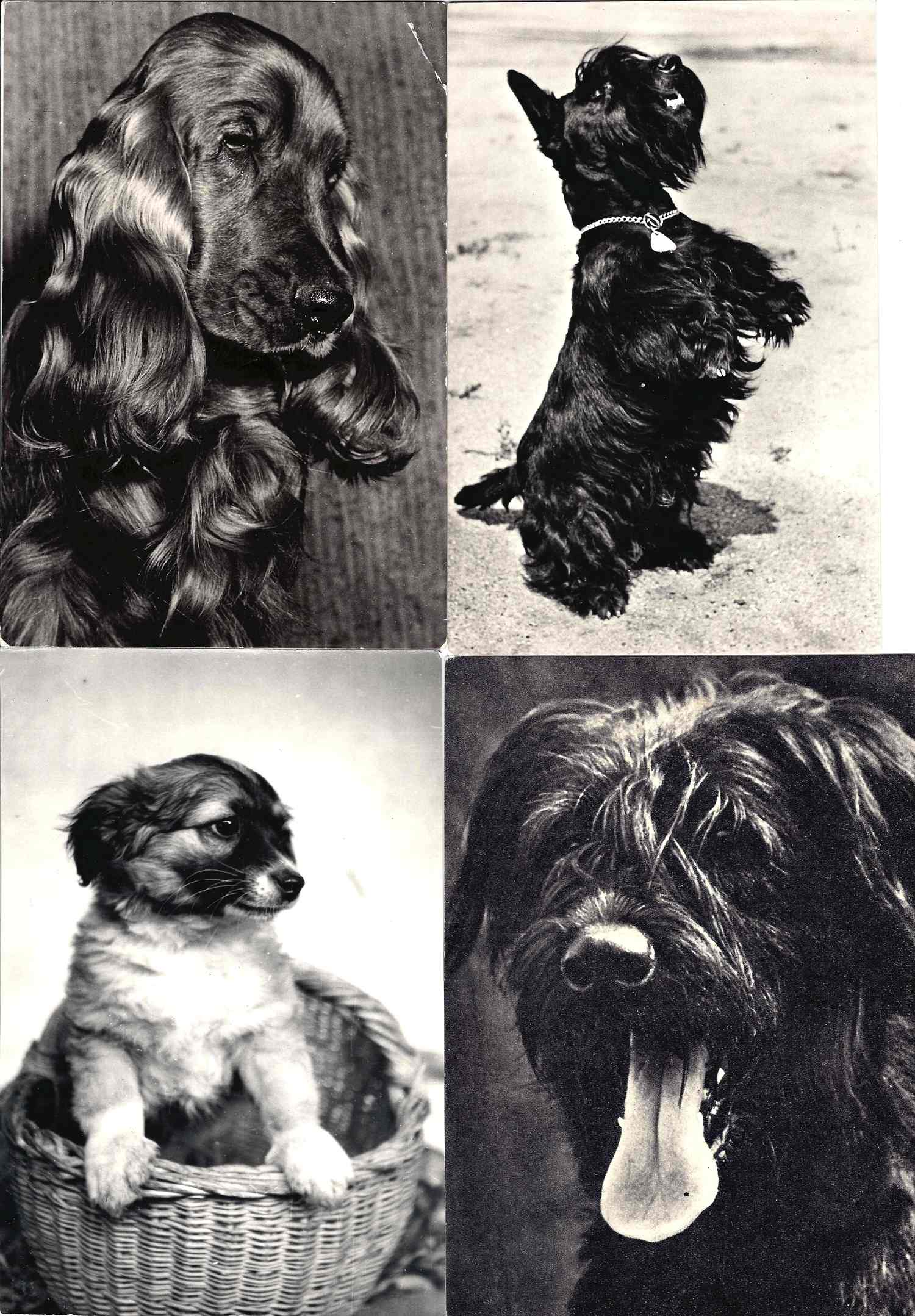 37 открыток «Собаки». СССР, Восточная Европа, 1960-е годы.