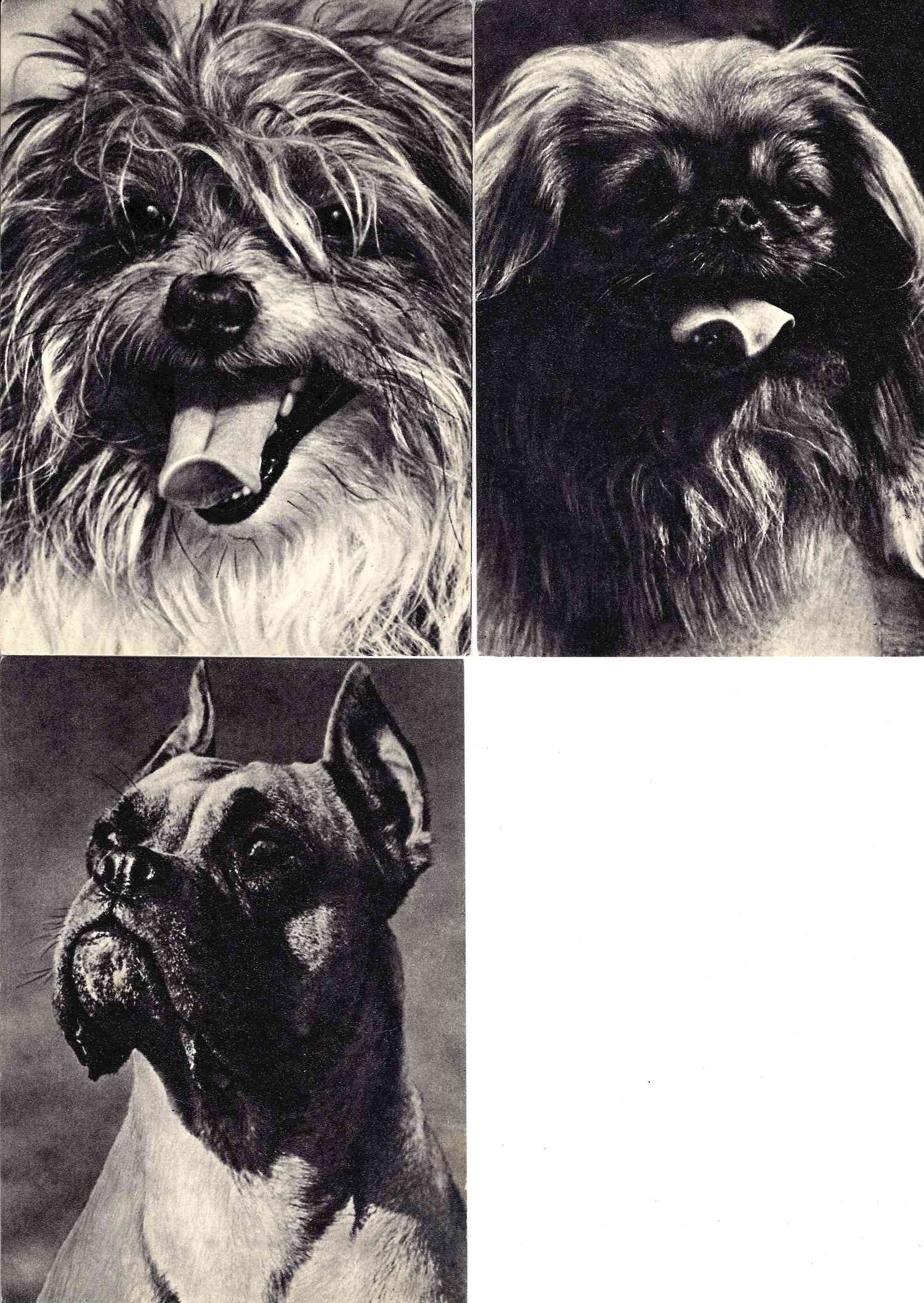 37 открыток «Собаки». СССР, Восточная Европа, 1960-е годы.