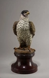 (Венская бронза) Скульптура «Ястреб».
Вена, конец XIX – начало XX века.
