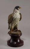 (Венская бронза) Скульптура «Ястреб».
Вена, конец XIX – начало XX века.